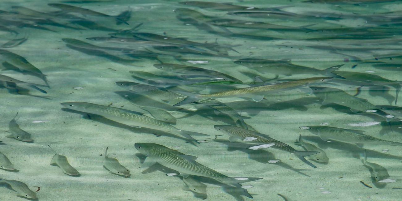Alphonse Island Seychelles FishTravel (1)-2000