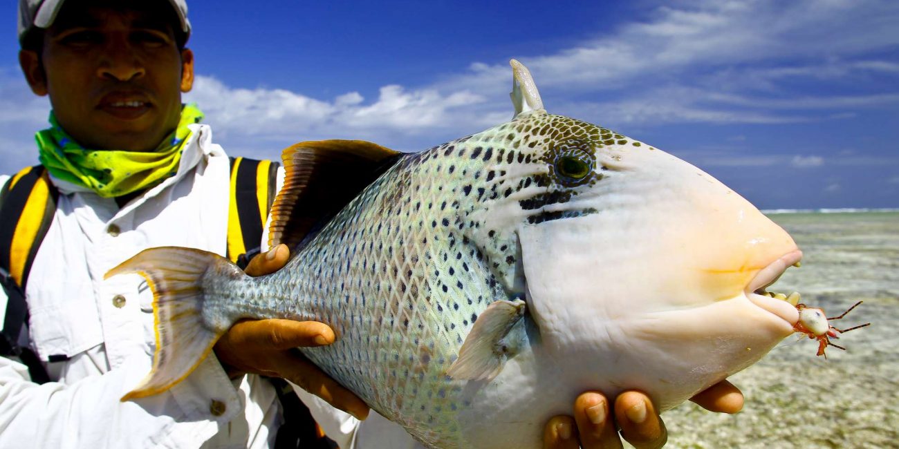 Alphonse Island Seychelles FishTravel (4)-2000