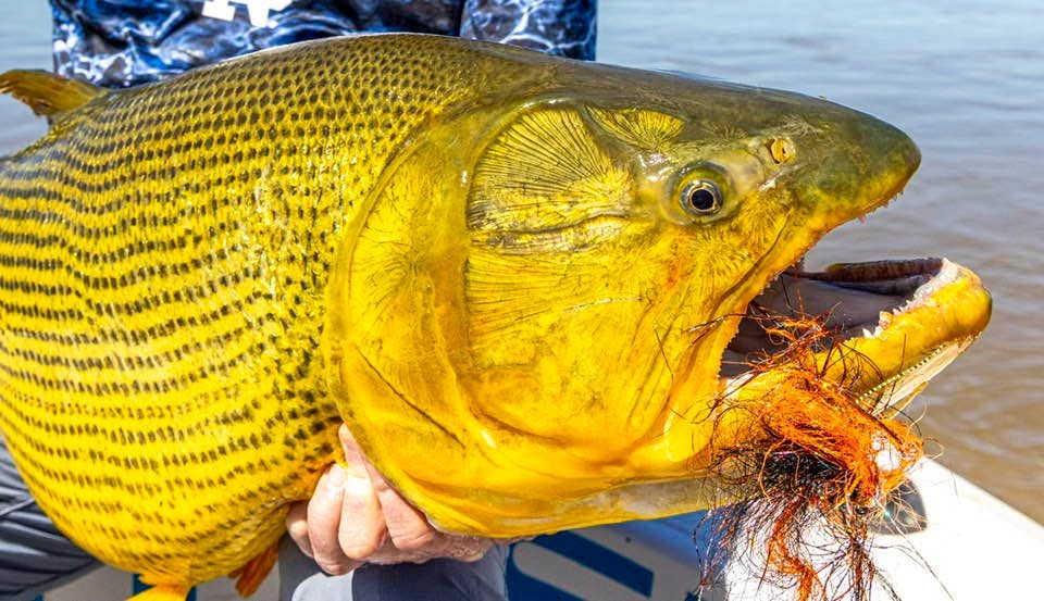 La Zona Dorado Fishing FishTravel (4)